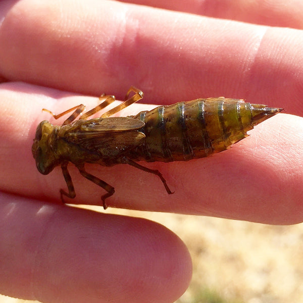 Fly Angler Insect Know Your Bugs!-Aquatic Entomology For the Fly Fisher – Phil Rowley ...