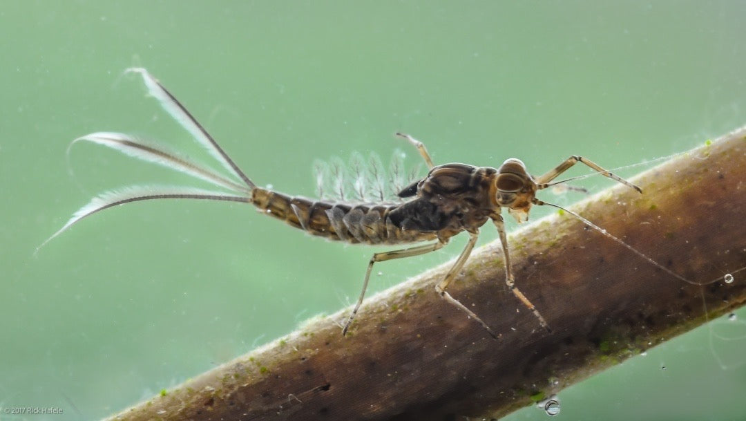 Know Your Bugs!-Aquatic Entomology For the Fly Fisher-$99.00 CDN