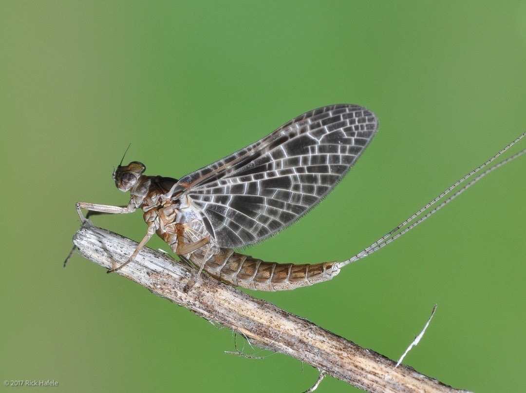 Know Your Bugs!-Aquatic Entomology For the Fly Fisher-$99.00 CDN