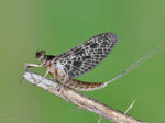Know Your Bugs!-Aquatic Entomology For the Fly Fisher-$99.00 CDN