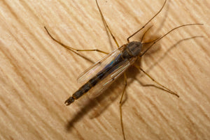 Conquering Chironomids Master Class-$189.95 CDN