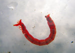 Conquering Chironomids Master Class-$189.95 CDN