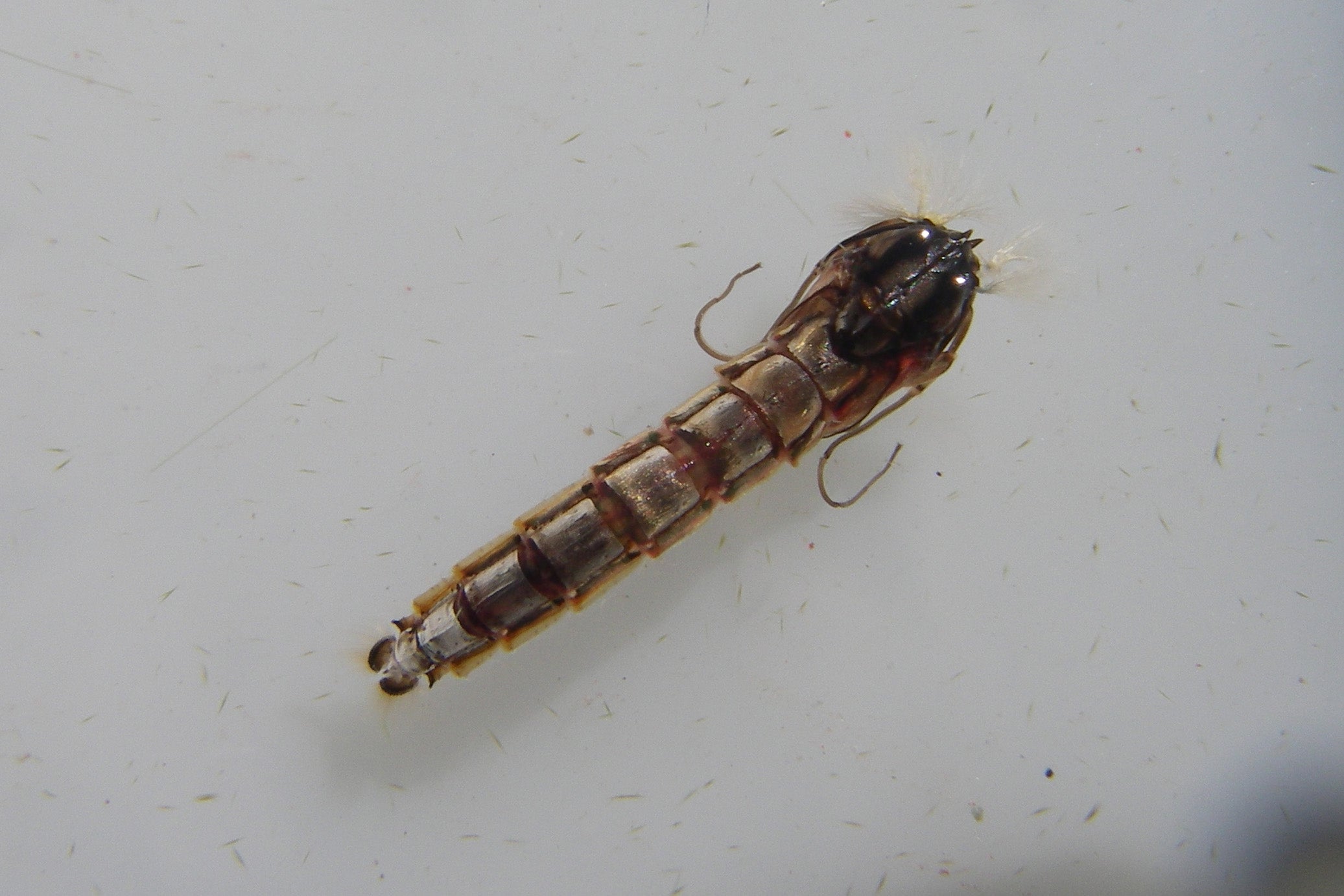 Conquering Chironomids Master Class-$189.95 CDN